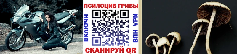 Купить  Нефтегорск  Псилоцибиновые грибы Psilocybe 